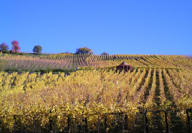 Vignoble à Riquewihr